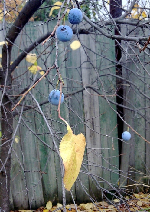 терновая осень