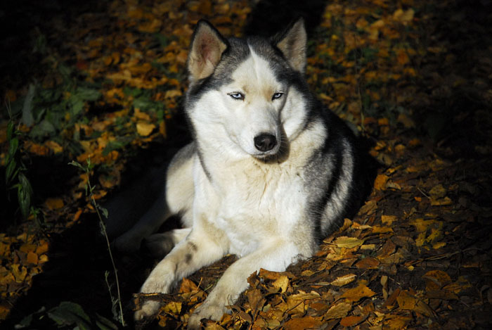 Фото жизнь - shelma - корневой каталог - Собачья осень
