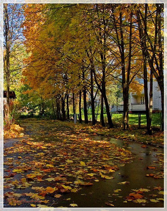 Фото жизнь (light) - dpostnikov - Городской пейзаж. - На ковре из жёлтых листьев...
