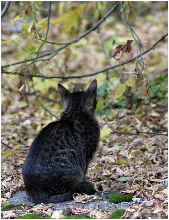 Фото жизнь (light) - anikol - корневой каталог - Сытый...