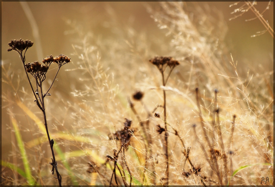 Фото жизнь (light) - Алексей Андросов - Всякое разное - Осенняя трава