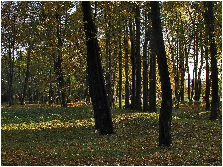 Фото жизнь (light) - andreanto - Природа, пейзаж - Осень в парке