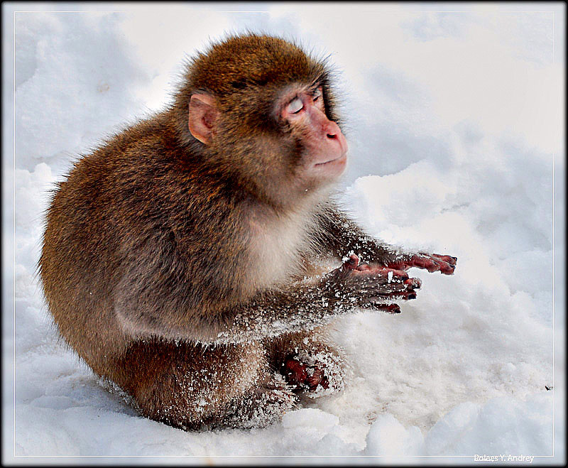 Фото жизнь (light) - Andrey Y. Polees - Animals - медитация