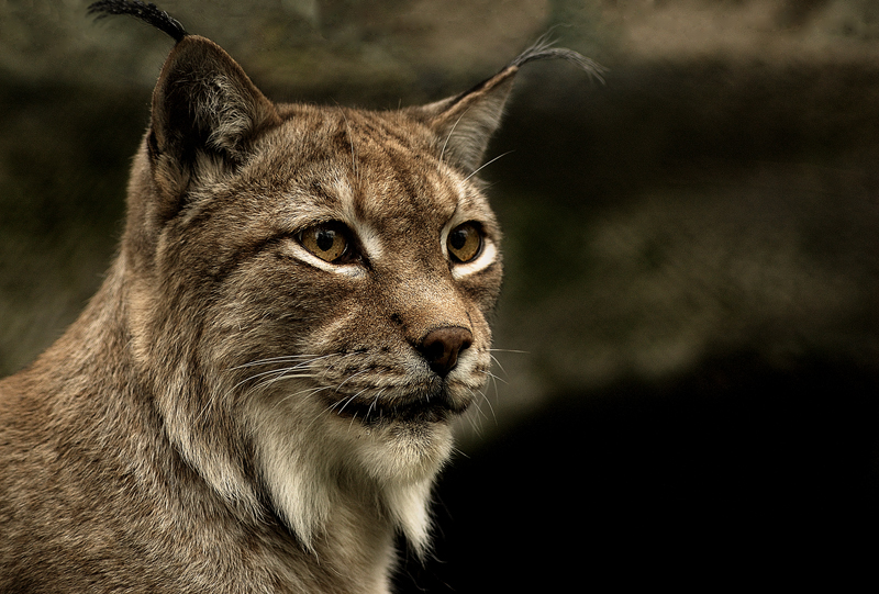 Фото жизнь (light) - sveta_koshka - Кошки - Рысь