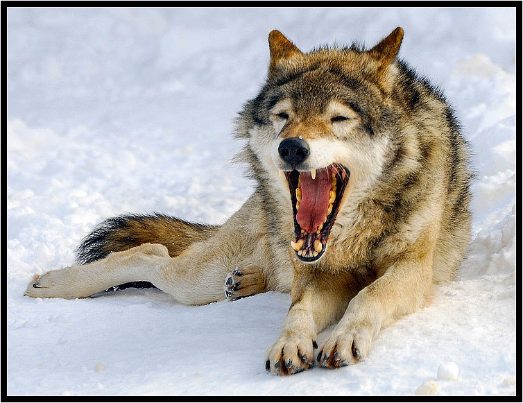 Фото жизнь (light) - Andrey Y. Polees - Animals - волк