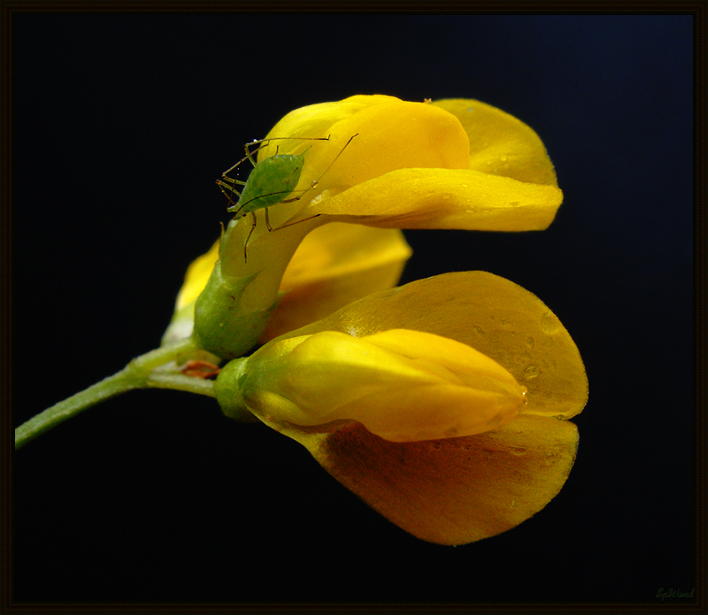 Фото жизнь (light) - spwand - Цветы  - Aphis
