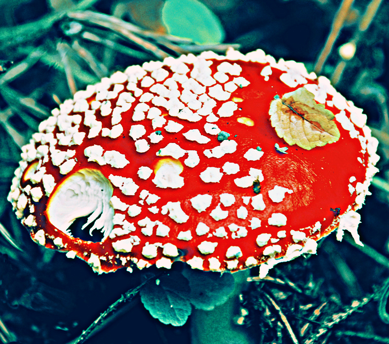 Фото жизнь (light) - Максим Плосконосов - корневой каталог - Красный-опасный