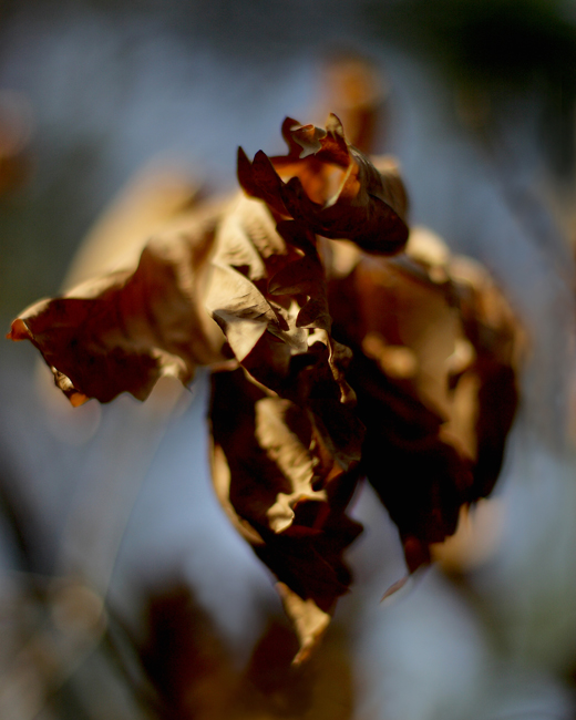 Фото жизнь - Андрей Шуваев - корневой каталог - Осенний цветок из листьев дуба...