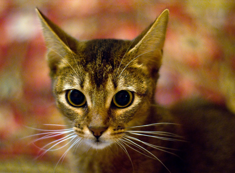 Фото жизнь (light) - kuskuse - vita - ***