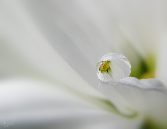 Фото жизнь (light) - Ольга Мазлова - макро, цветочки - белая