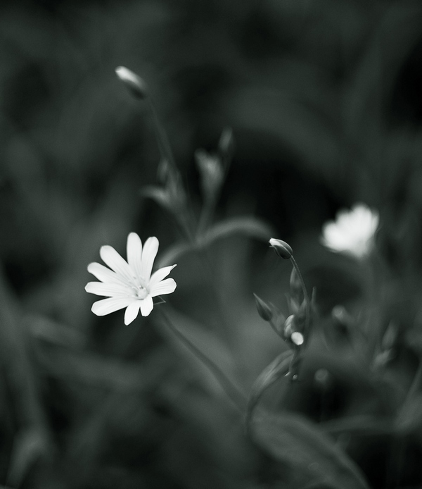 Фото жизнь (light) - Мария Стацевич - корневой каталог - ***
