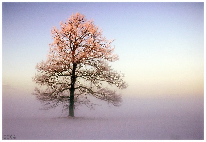 Фото жизнь - Agris Robs - корневой каталог - ... дерево заката