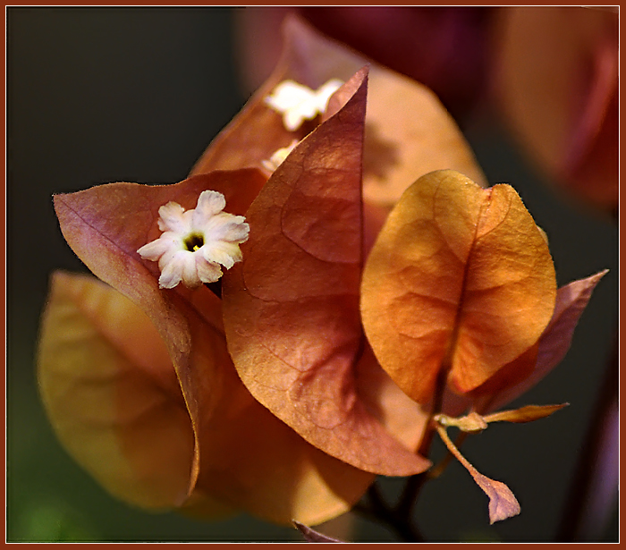 Фото жизнь (light) - kuchum13 - Растения, насекомые, мелкая живность, ракушки, камушки - Цветок , Бугенвиллия,