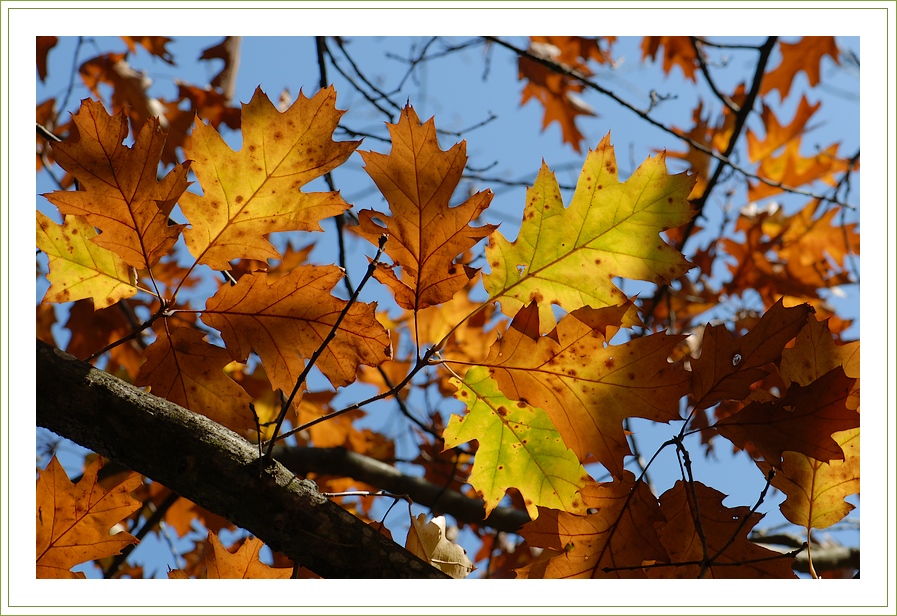 Фото жизнь - chark - корневой каталог - Оранжевая осень