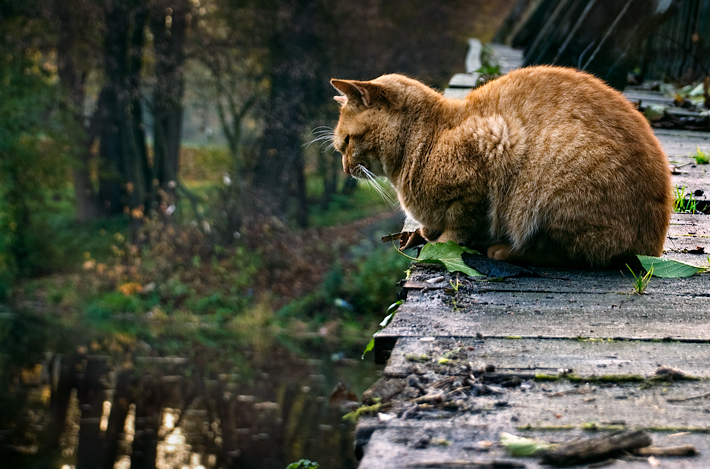 Фото жизнь (light) - Владимир Карпенюк - Animals - ***