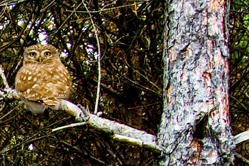 Фото жизнь (light) - alex-t - корневой каталог - сова