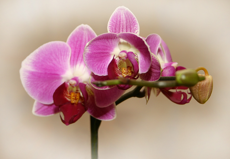 Фото жизнь - Vlad Shanalin - Цветочки и пр... - Орхидея
