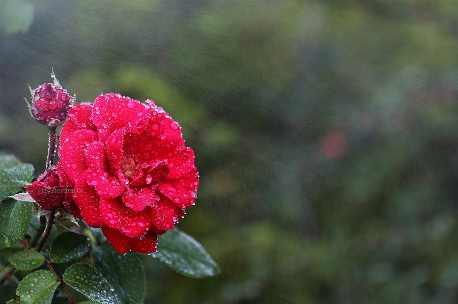 Роза под дождём