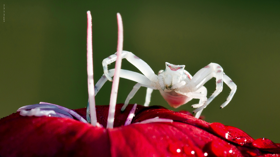Фото жизнь (light) - александр объятанов - насекомые,жучки и паучки - охранник "красного"
