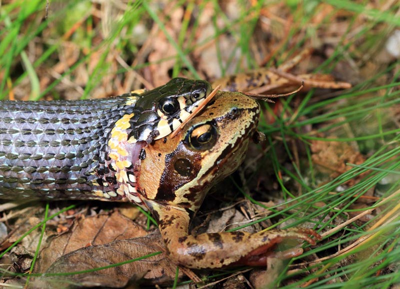 Фото жизнь (light) - anpolon - корневой каталог - Атака.Последний снимок