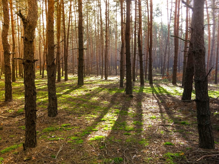 Фото жизнь (light) - Александр Черноиван - разные фото - в лесу
