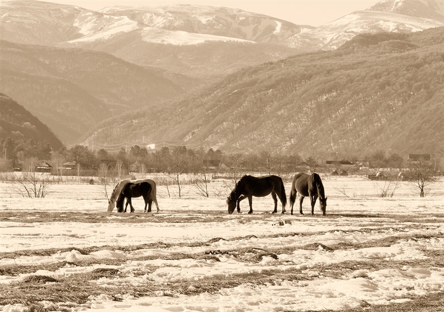 Зимней пейзаж с конями (Карачаево-Черкессия)