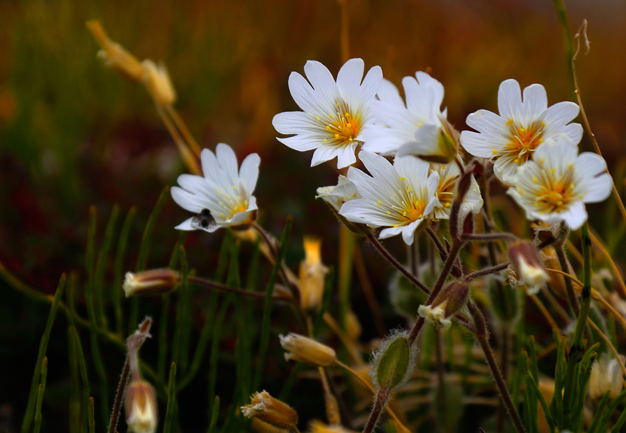 Фото жизнь (light) - Slavado   - Гренландия - И в Гренландии растут цветы