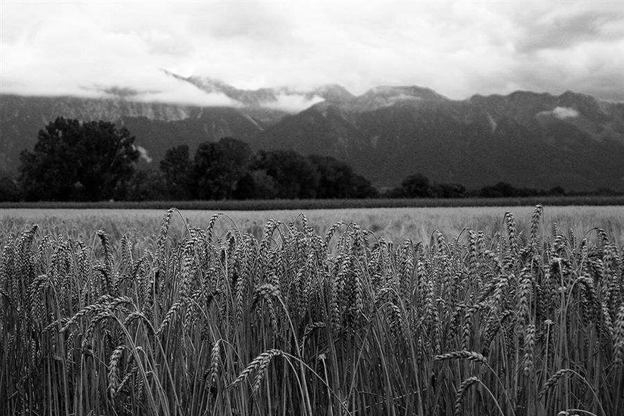 швейцарская пшеница