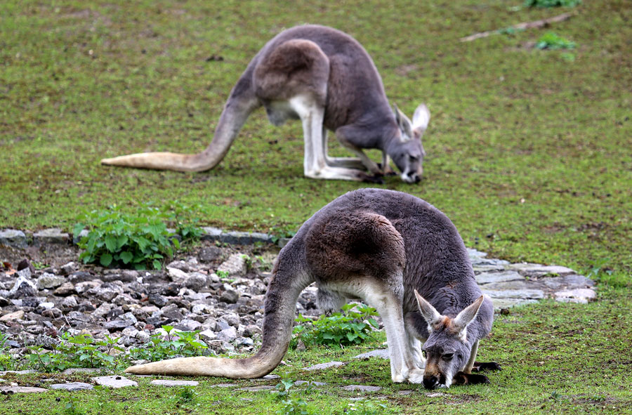 Фото жизнь (light) - Виктор Солодухин - Звери - Кенгуру