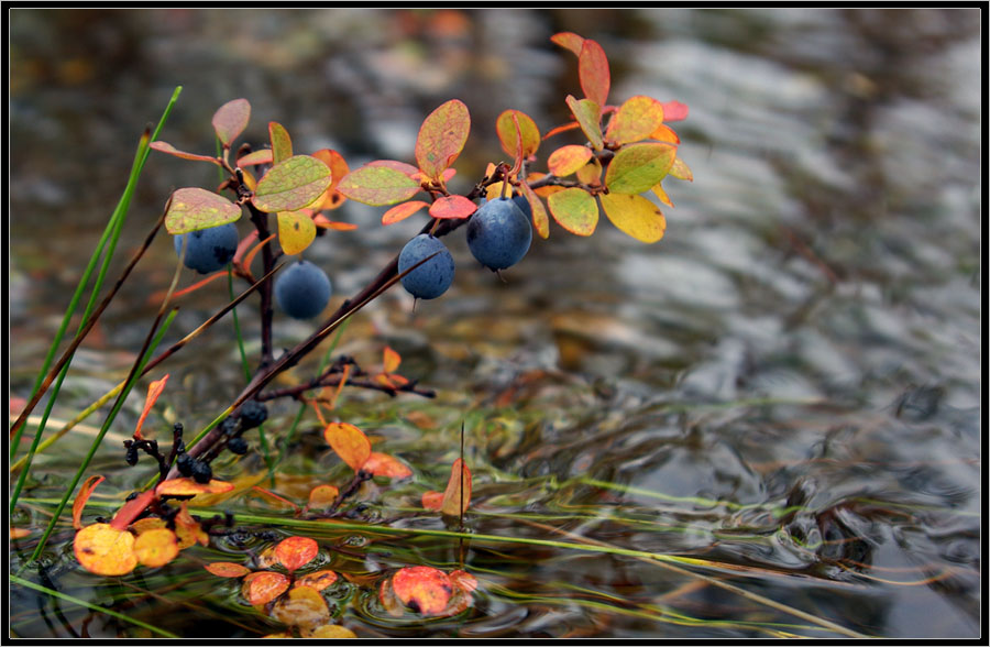Фото жизнь - Виктор Солодухин - Осенние краски тайги - Голубика