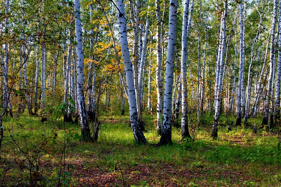 Фото жизнь