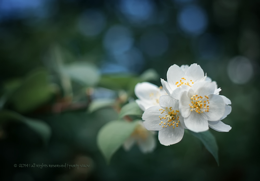 Фото жизнь (light) - Yuriy Sizov - Macro/Flowers - ***
