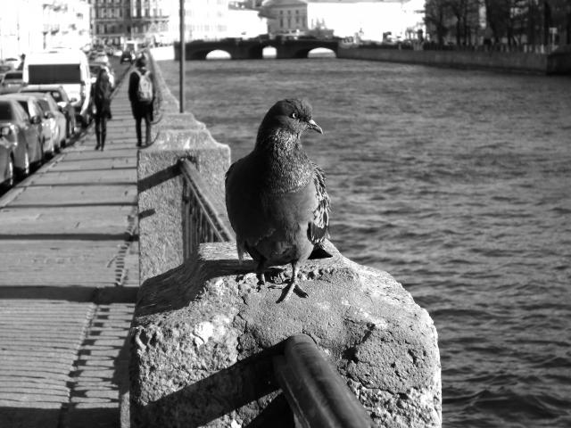Фото жизнь (light) - ninja - корневой каталог - air
