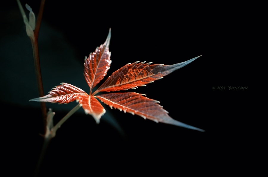 Фото жизнь (light) - Yuriy Sizov - Macro/Flowers - *