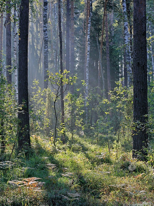 Фото жизнь