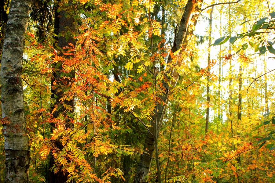 Фото жизнь