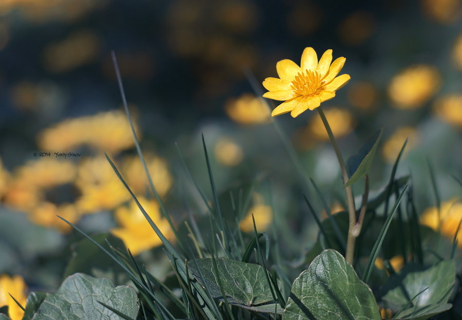 Фото жизнь - Yuriy Sizov - Macro/Flowers - *