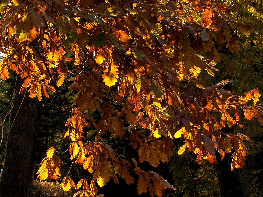 Фото жизнь (light) - Sergey-63 - корневой каталог - Осенью закаты зажигают листья...