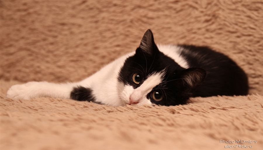 Кошки