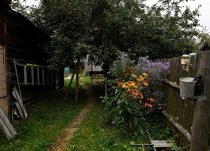 Фото жизнь - Василий Черкасский - жизнь деревенская - соседкины яблошные страдания