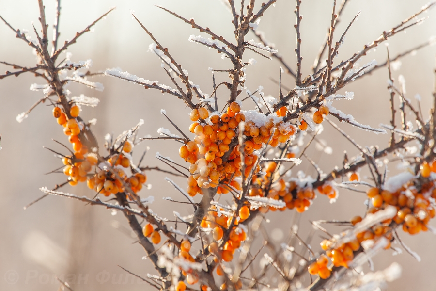 Фото жизнь - Филин Роман - корневой каталог - "зимняя вишня"