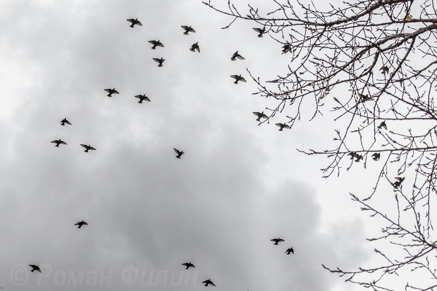 Фото жизнь (light) - Филин Роман - корневой каталог - Весна....птицы полетели...