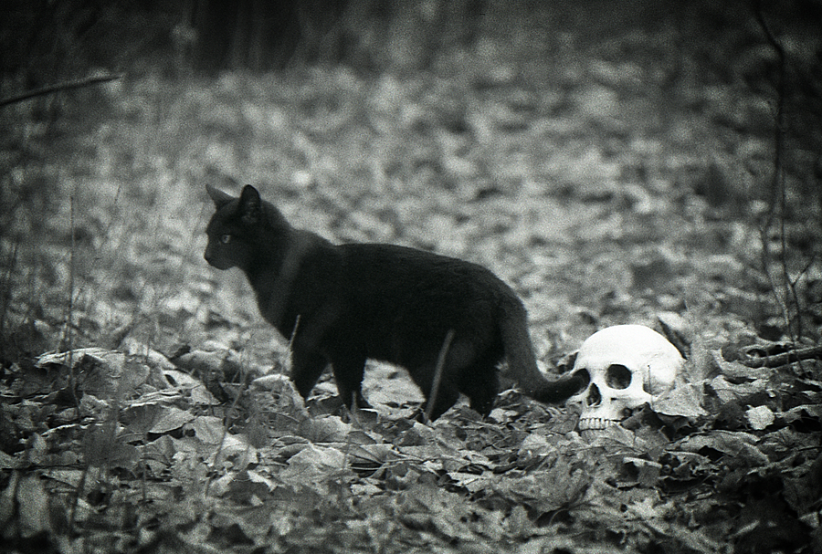 Фото жизнь - Александр Клёнов - Разное - О чёрной кошке.