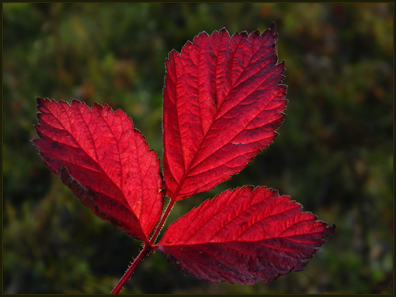 Фото жизнь (light) - spwand - Природа - Осенние листья: Костяника