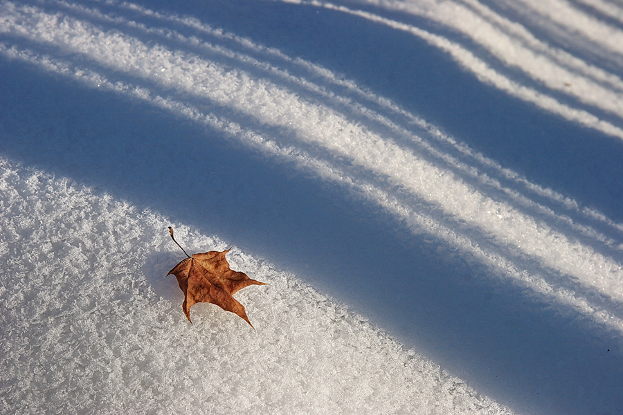 Фото жизнь (light) - Валерия Струнникова - корневой каталог - На снегу осенний лист