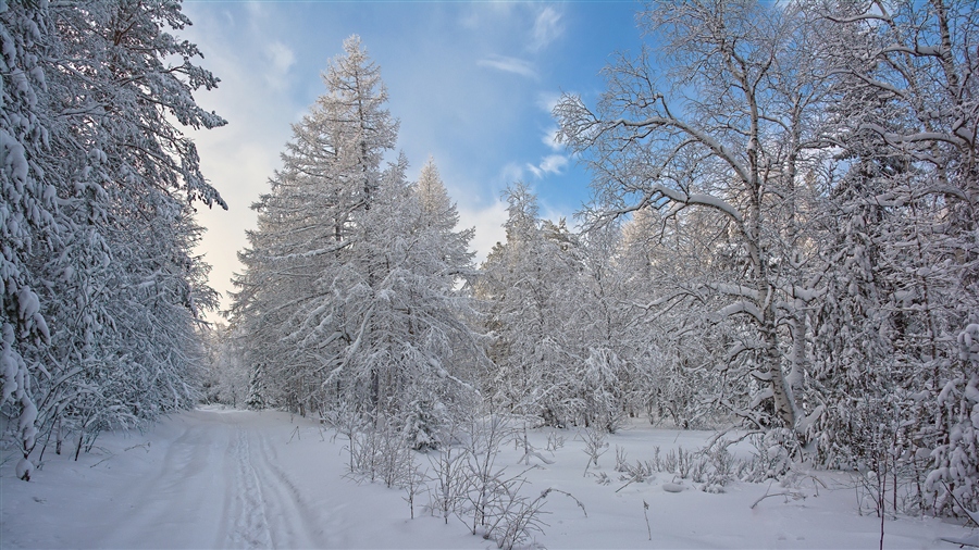 Фото жизнь