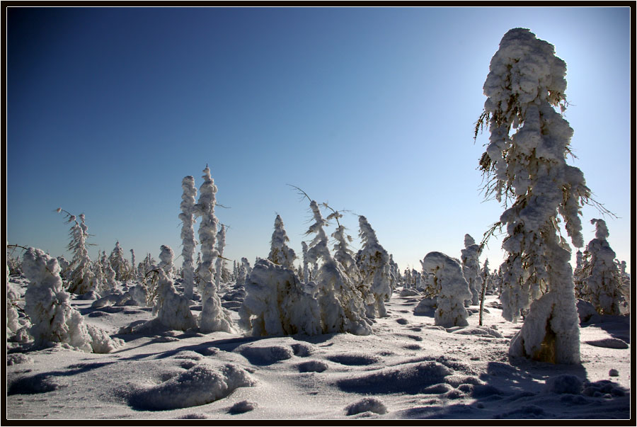 Фото жизнь - Виктор Солодухин - Сказочная зима - Под тяжестью зимы