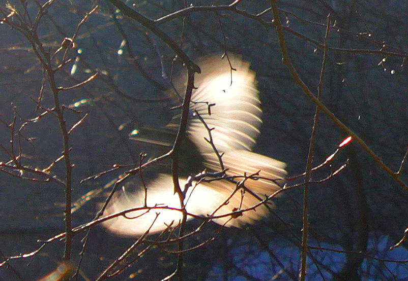 Фото жизнь (light) - Vadim Slutsky - корневой каталог - Солнечная птица
