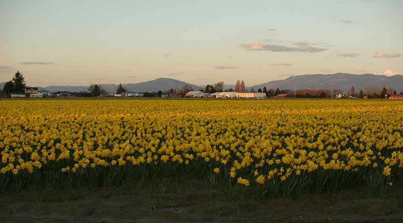 Фото жизнь (light) - Татьяна Новая - корневой каталог - поле