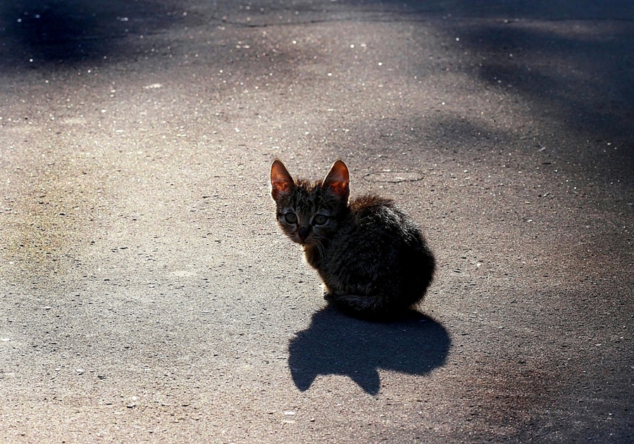 Фото жизнь